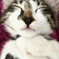Tekir Kedi, Kedi  Süslü fotoğrafı