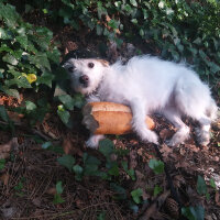 Maltese, Köpek  Şila fotoğrafı