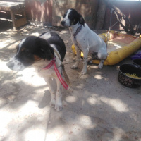 İngiliz Setter, Köpek  Zeytin fotoğrafı