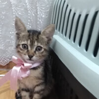 Tekir Kedi, Kedi  Poncik fotoğrafı