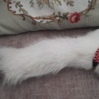 Siyam Kedisi, Kedi  Vena sirius fotoğrafı