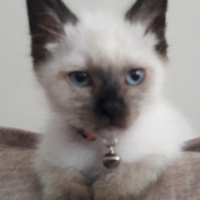 Siyam Kedisi, Kedi  Vena sirius fotoğrafı