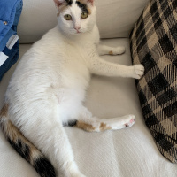 Tekir Kedi, Kedi  Bıdık fotoğrafı