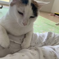 Tekir Kedi, Kedi  Bıdık fotoğrafı