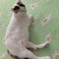 Tekir Kedi, Kedi  Bıdık fotoğrafı