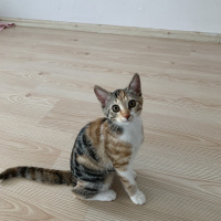 Tekir Kedi, Kedi  Şeker fotoğrafı