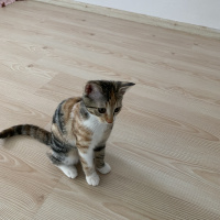 Tekir Kedi, Kedi  Şeker fotoğrafı