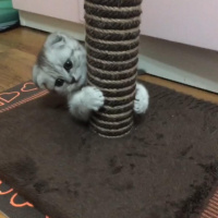 Scottish Fold, Kedi  LOKİ fotoğrafı