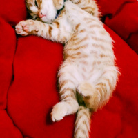 Sarman, Kedi  Şeftali fotoğrafı