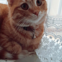 Sarman, Kedi  Şeftali fotoğrafı