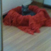 Mavi Rus, Kedi  Özka fotoğrafı