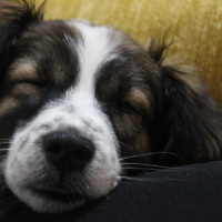 Russian Spaniel, Köpek  SOSİS fotoğrafı