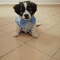 Russian Spaniel, Köpek  SOSİS fotoğrafı