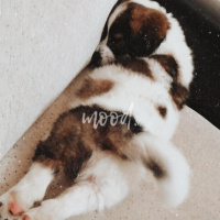 Russian Spaniel, Köpek  SOSİS fotoğrafı
