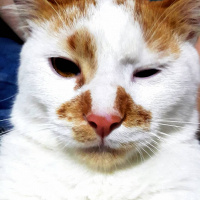 Sarman, Kedi  Bambam fotoğrafı