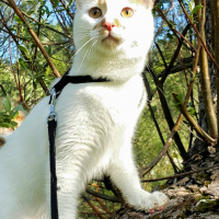 Sarman, Kedi  Bambam fotoğrafı