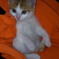 Sarman, Kedi  Limon fotoğrafı