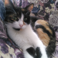 Sarman, Kedi  Limon fotoğrafı