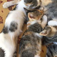 Tekir Kedi, Kedi  Minnoşumuzun yavruları fotoğrafı
