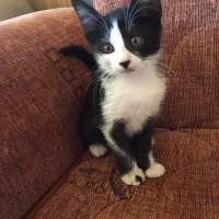 Tekir Kedi, Kedi  Minnoşumuzun yavruları fotoğrafı