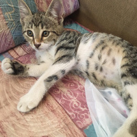 Tekir Kedi, Kedi  Minnoşumuzun yavruları fotoğrafı