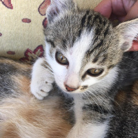 Tekir Kedi, Kedi  Minnoşumuzun yavruları fotoğrafı