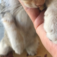 Tekir Kedi, Kedi  Minnoşumuzun yavruları fotoğrafı
