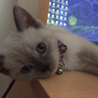 British Shorthair, Kedi  Leo fotoğrafı