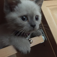 British Shorthair, Kedi  Leo fotoğrafı