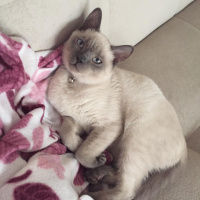 British Shorthair, Kedi  Leo fotoğrafı