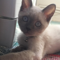 British Shorthair, Kedi  Leo fotoğrafı