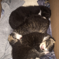 Tekir Kedi, Kedi  3 tane yavru kedi 2-3 haftalık acil yuva fotoğrafı