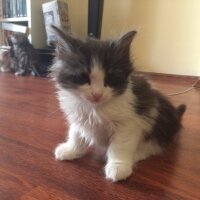 Munchkin, Kedi  Kardeşler fotoğrafı