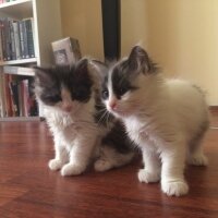 Munchkin, Kedi  Kardeşler fotoğrafı