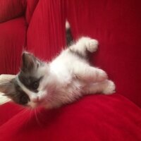 Munchkin, Kedi  Kardeşler fotoğrafı