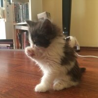 Munchkin, Kedi  Kardeşler fotoğrafı