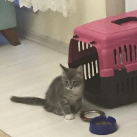 Tekir Kedi, Kedi  Silver fotoğrafı