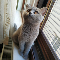 British Shorthair, Kedi  Maria fotoğrafı