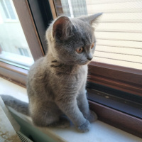British Shorthair, Kedi  Maria fotoğrafı