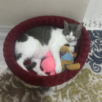 Tekir Kedi, Kedi  Haydut fotoğrafı