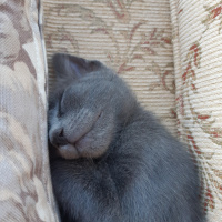 Mavi Rus, Kedi  Fındık fotoğrafı