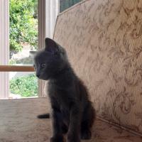 Mavi Rus, Kedi  Fındık fotoğrafı