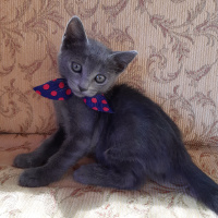 Mavi Rus, Kedi  Fındık fotoğrafı