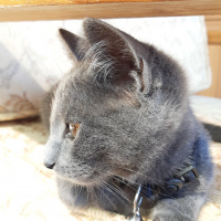 Mavi Rus, Kedi  Fındık fotoğrafı