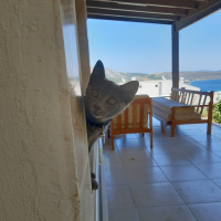 Mavi Rus, Kedi  Fındık fotoğrafı