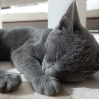 Mavi Rus, Kedi  Fındık fotoğrafı