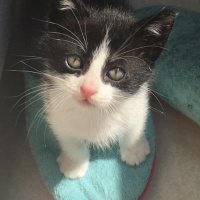 Tuxedo (Smokin) Kedi, Kedi  Leo fotoğrafı