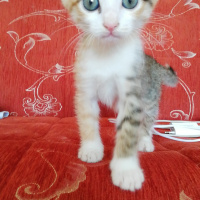 Sarman, Kedi  Mia fotoğrafı