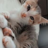 Sarman, Kedi  Mia fotoğrafı