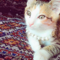 Sarman, Kedi  Mia fotoğrafı